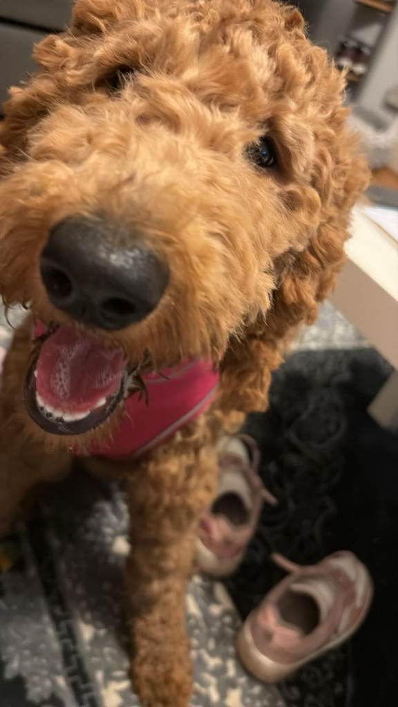 Sweet Coffee poodle to relocate