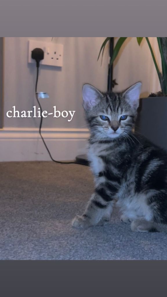 3 Beautiful kitten for sale- 7 weeks old 