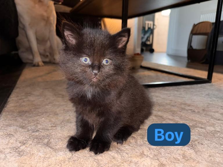 Kittens for sale