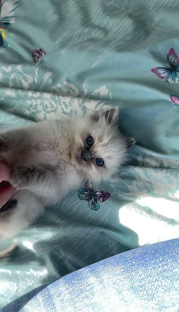 Ragdoll kittens (last one left)