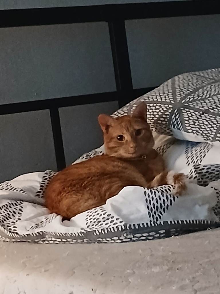 Cat for sale
