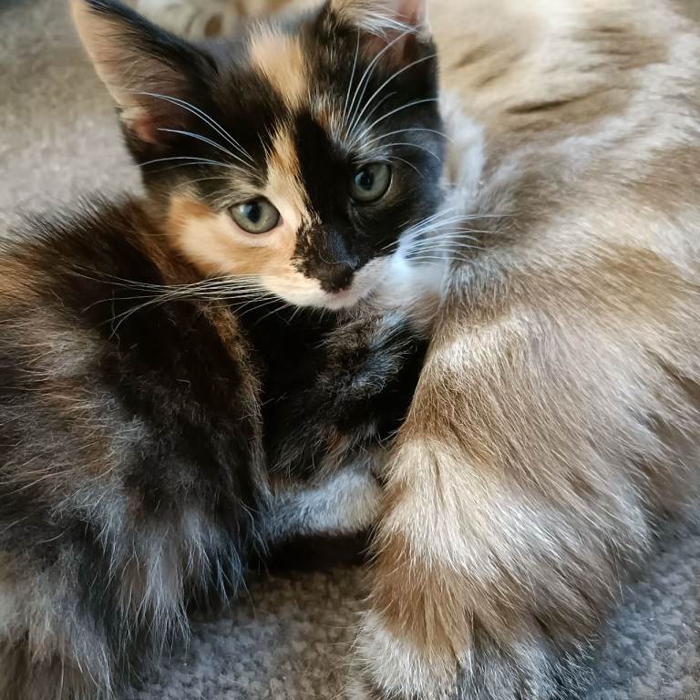 2 Beautiful Female Kittens – Ready Now