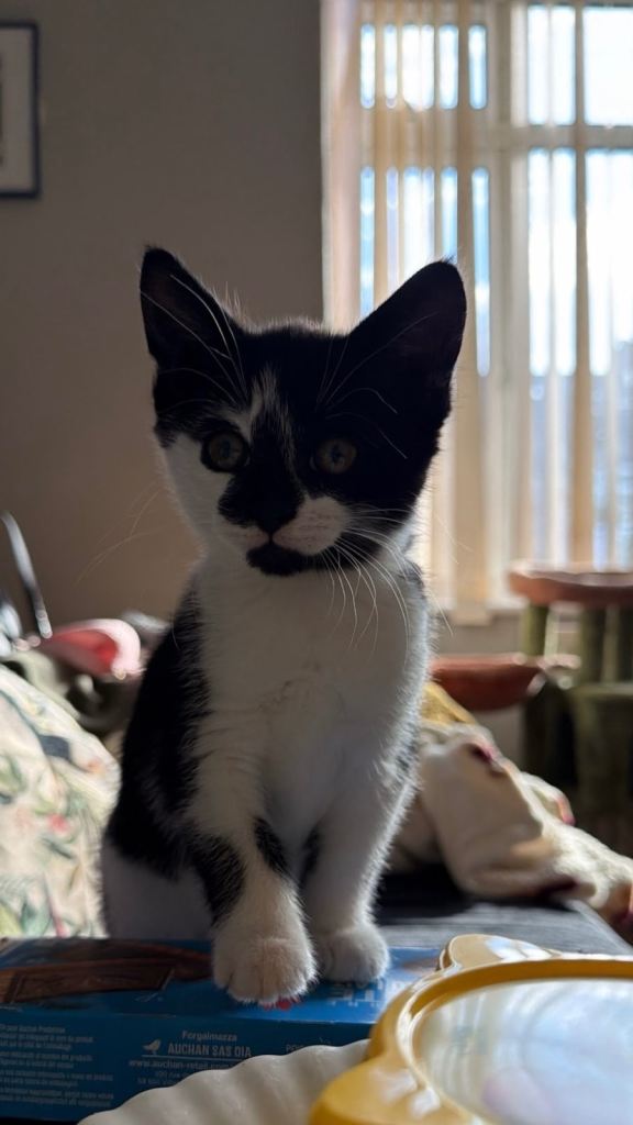 Gorgeous kittens for sale. 