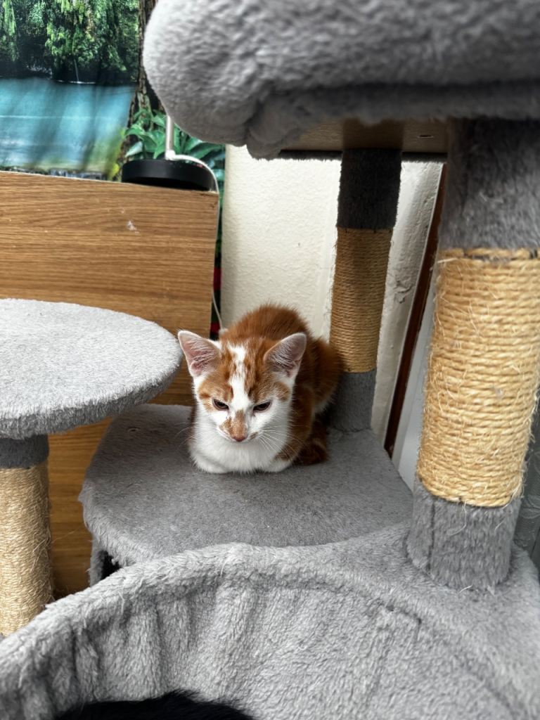 This gorgeous kitten are now looking for his forever home