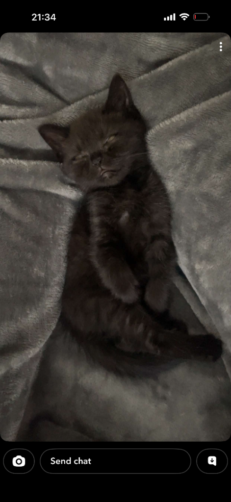 Adorable exotic kitten Looking for a Loving Home