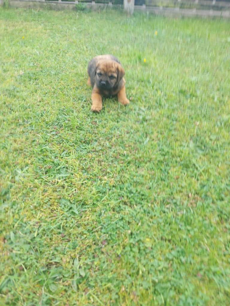Border Terrier Pups for Sale (KC registered)