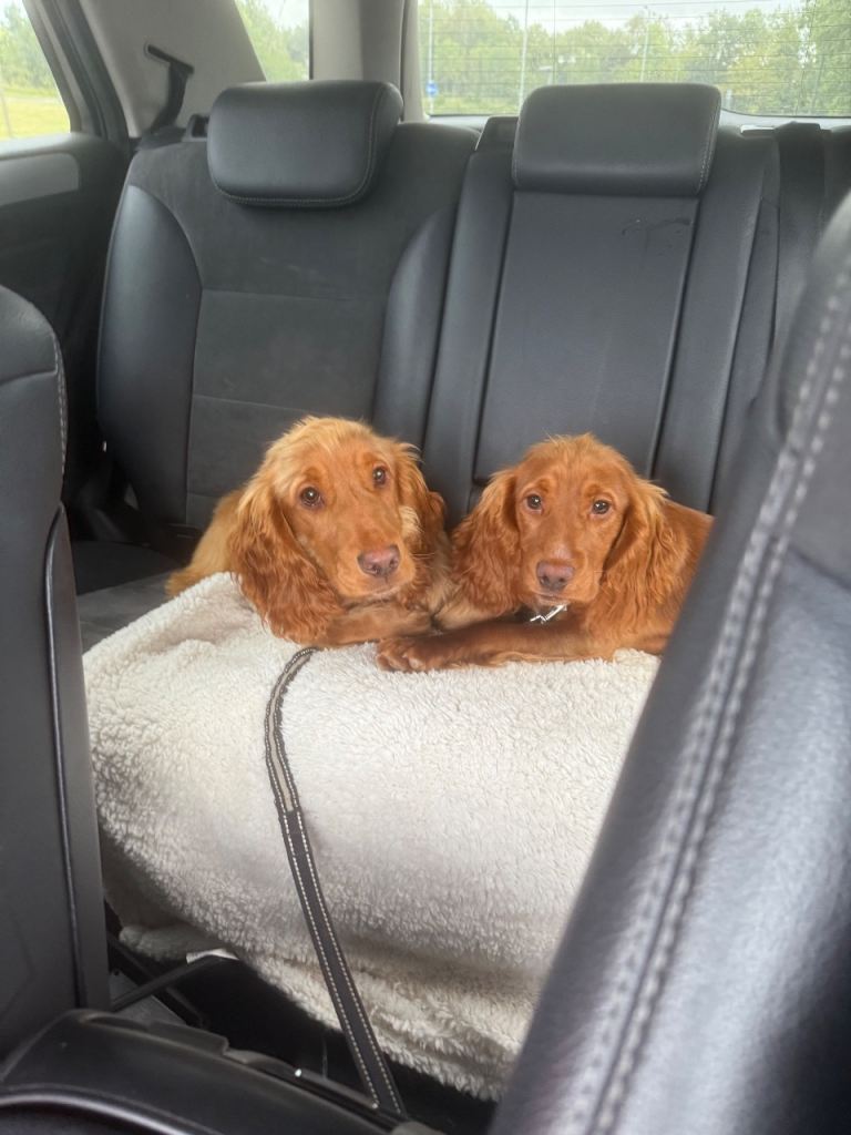 Cocker spaniel puppies 