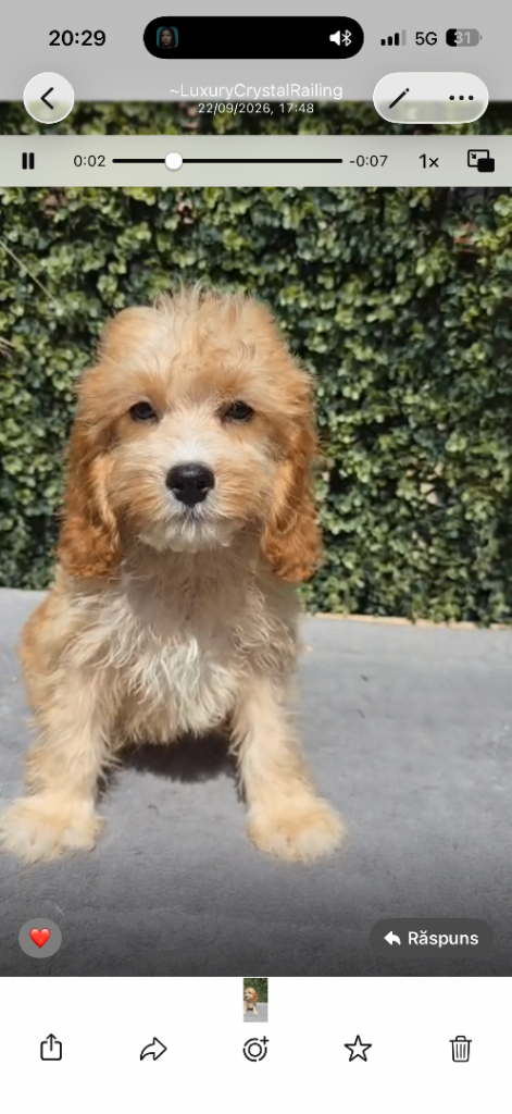 Cavapoo