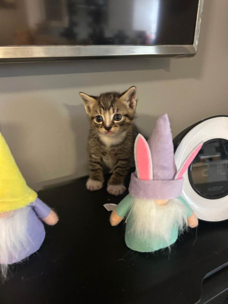 Kittens reasy now 