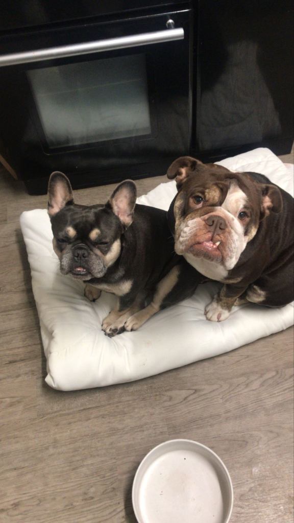 Two dog best friends please read whole ad