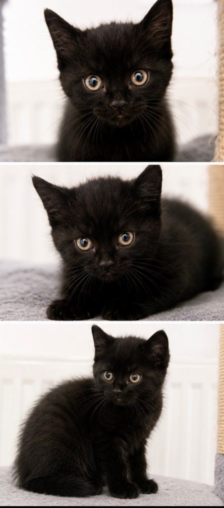 Stunning Black “Mini Panther” Kittens – Each One Unique 