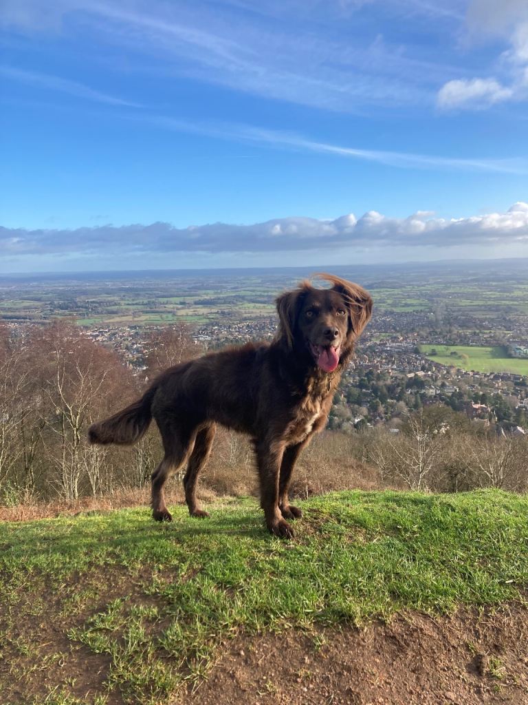 Collie x spaniel for rehome/adoption