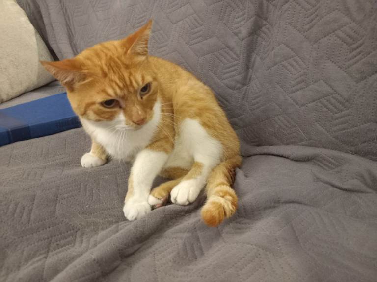 Beautiful Ginger and White Male Cat Looking for Forever Home