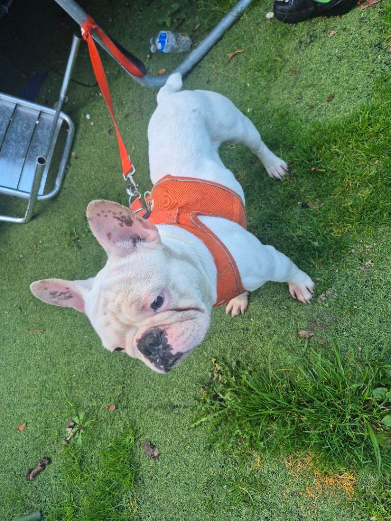 White french bulldog male