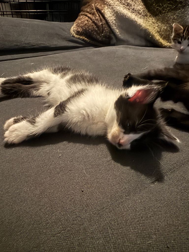 Kittens for sale 