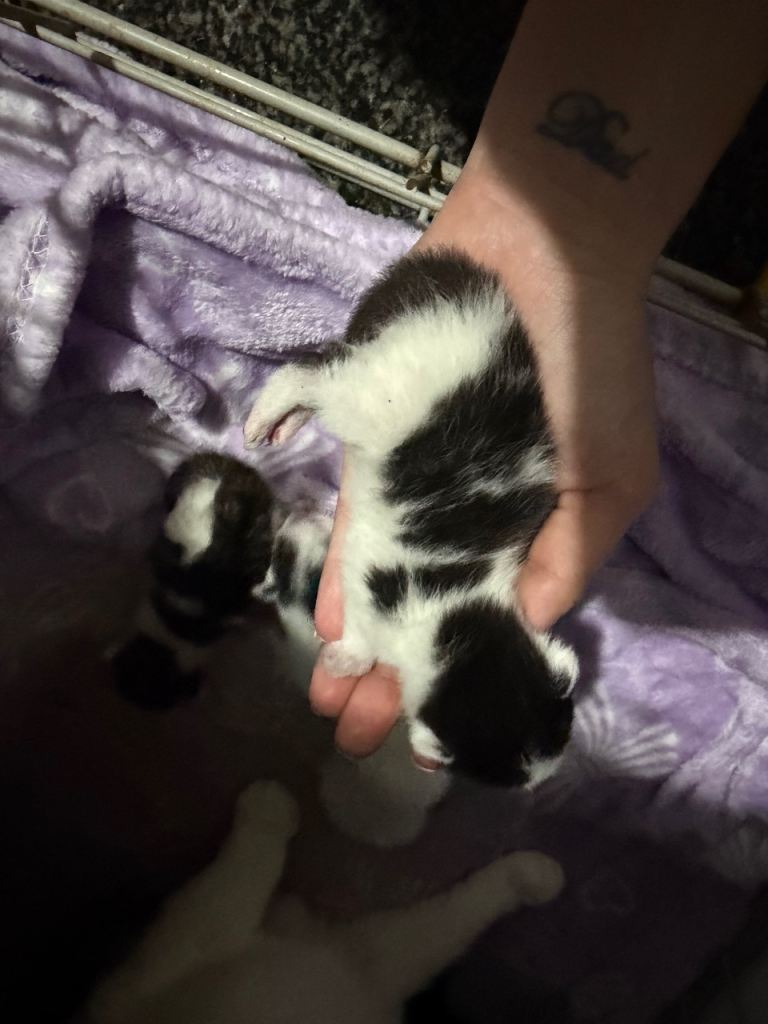 Mixed litter of kittens 