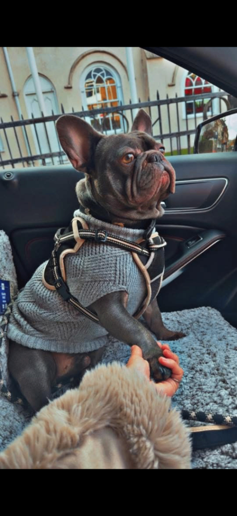 Re-Homing Blue french bulldog 