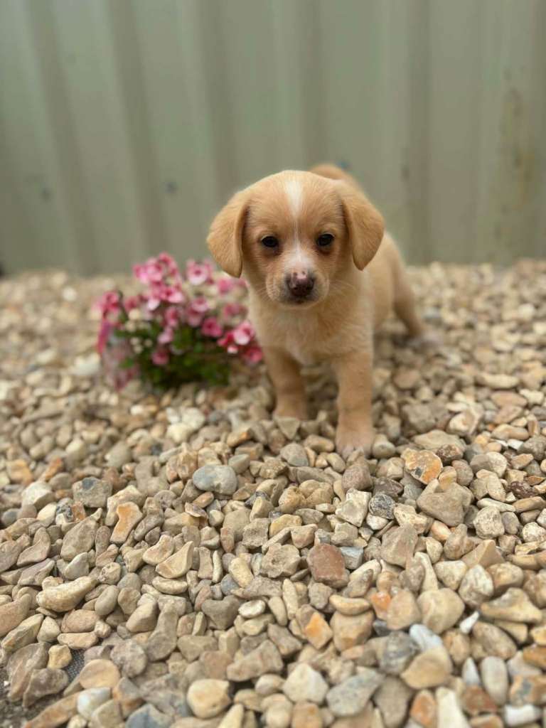 Dachshund x Pomeranian ( Pomerweenie)