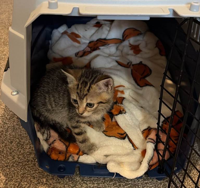 Kitten