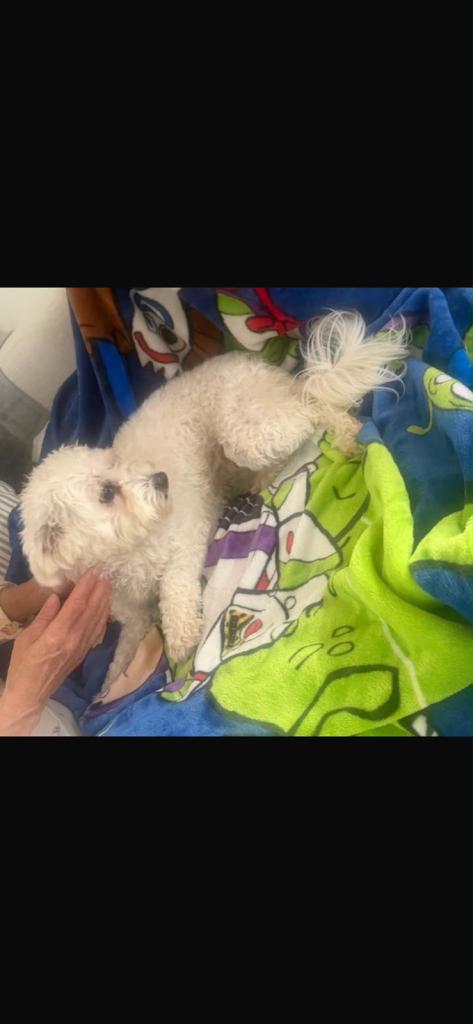 Bichon frise girl dog