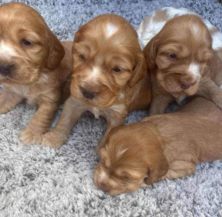 Show-Type Cocker spaniels 