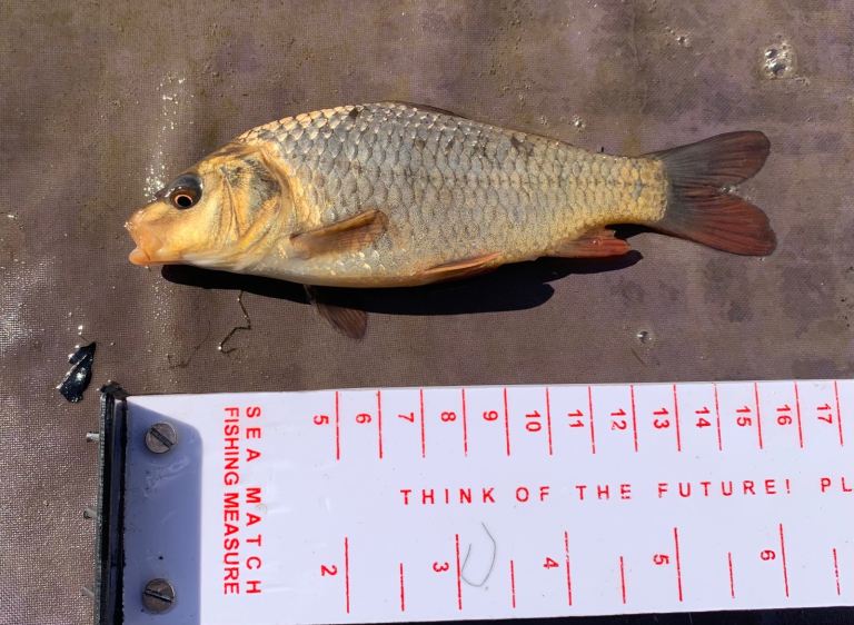 Ghost, Mirror & Common Carp 6-9 Inches