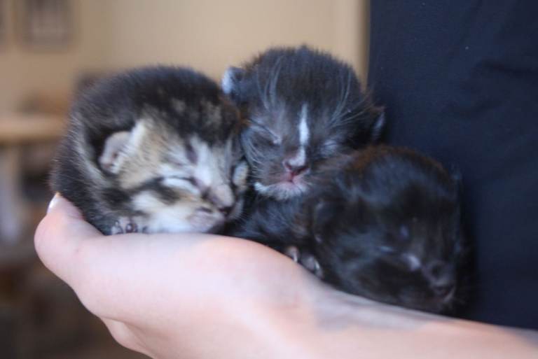 Beautiful British Shorthair Kittens ❤️ Ready Soon