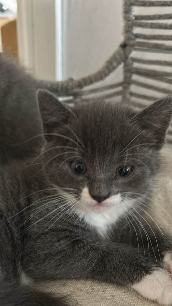 Beautiful kittens 😸 looking for Their forever Homes