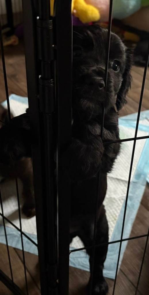 Cocker Spaniels 