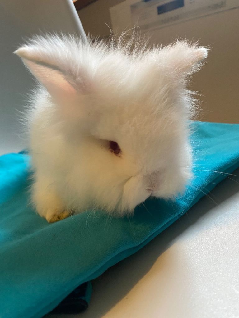 Baby lion head teddy widder cross 1 GIRL AVAILABLE