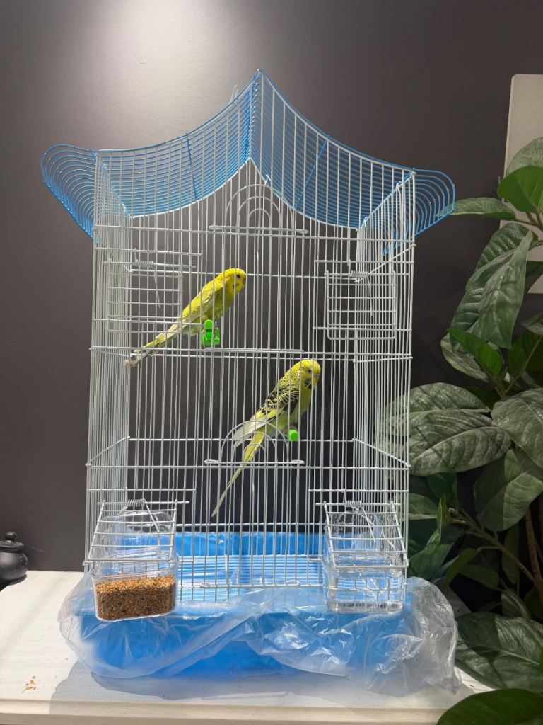 Pair of budgies with cage 