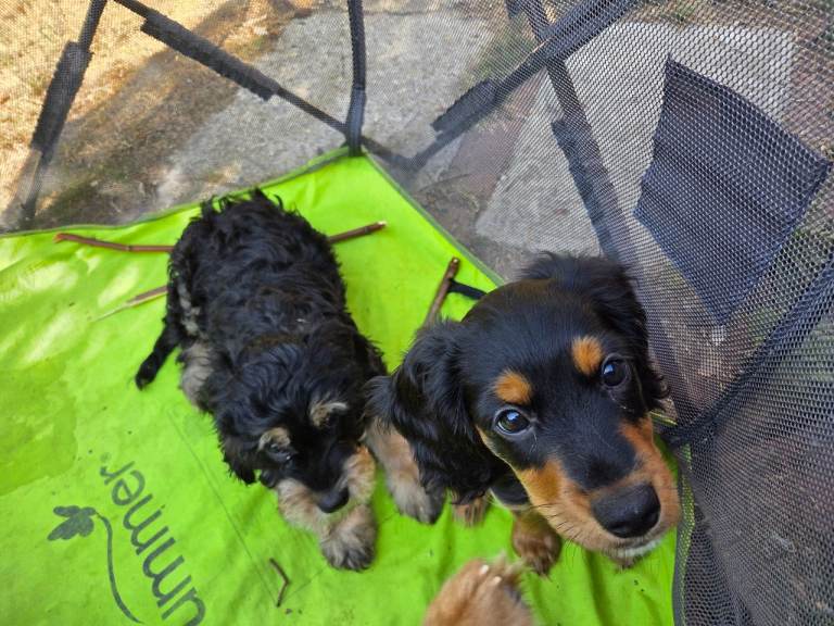 10 weeks old, cavapo and cavalier kinh charles