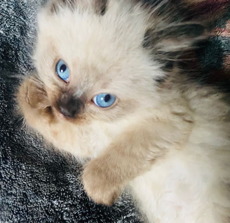 Seal Point and Tortie Point Birman Kittens 