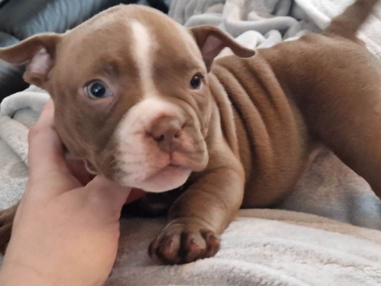 Last Remaining Female Pocket Bully Puppy – Ready Now!
