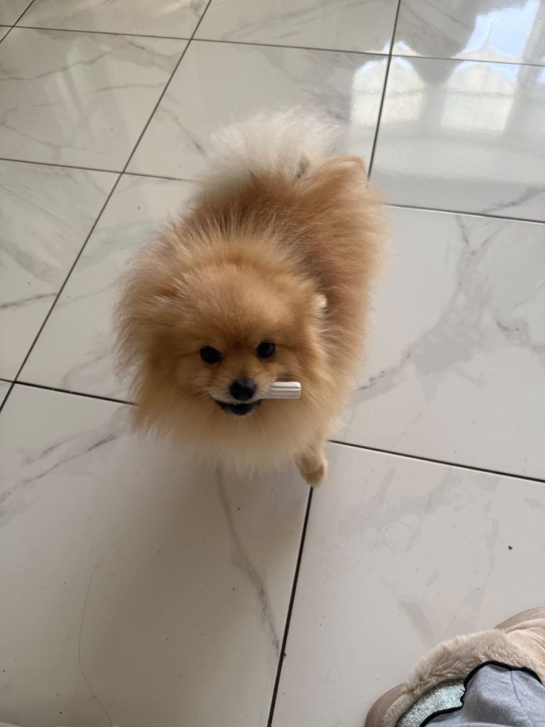 Pomeranian 