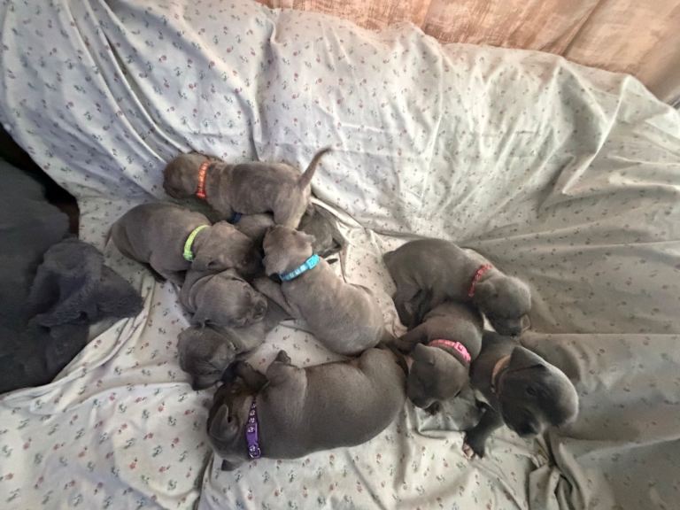 Staffordshire bull terrier 