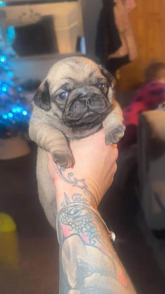 PUG GIRL FOR SALE