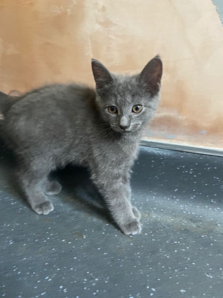 Kittens for sale
