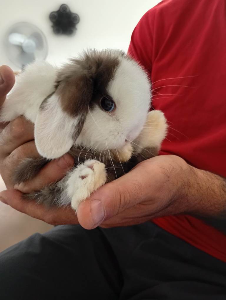 Beautiful baby mini lops 