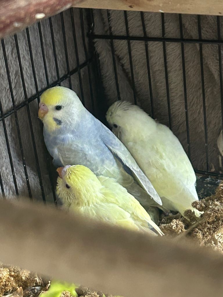 BEAUTIFUL BABY BUDGIES FOR SALE