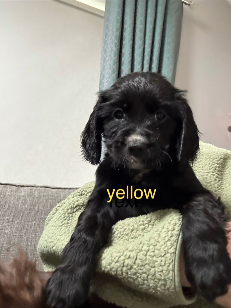 Cocker Spaniel girl puppy *last one left