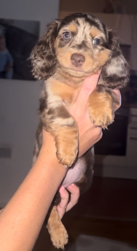 3 Datchunds puppies left 