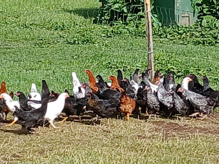 Point of lay chickens/hens for sale 
