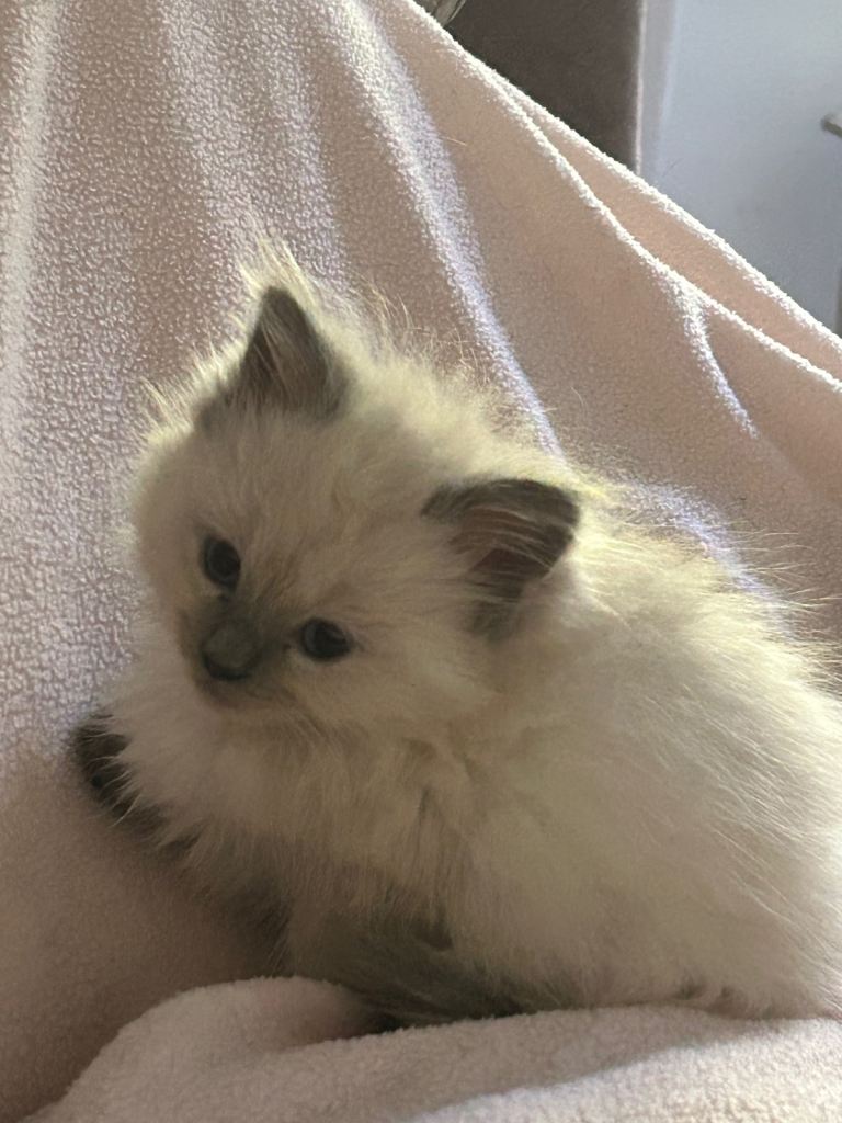 Pure Blue Point Ragdoll Kittens 3 girls & 2 boys