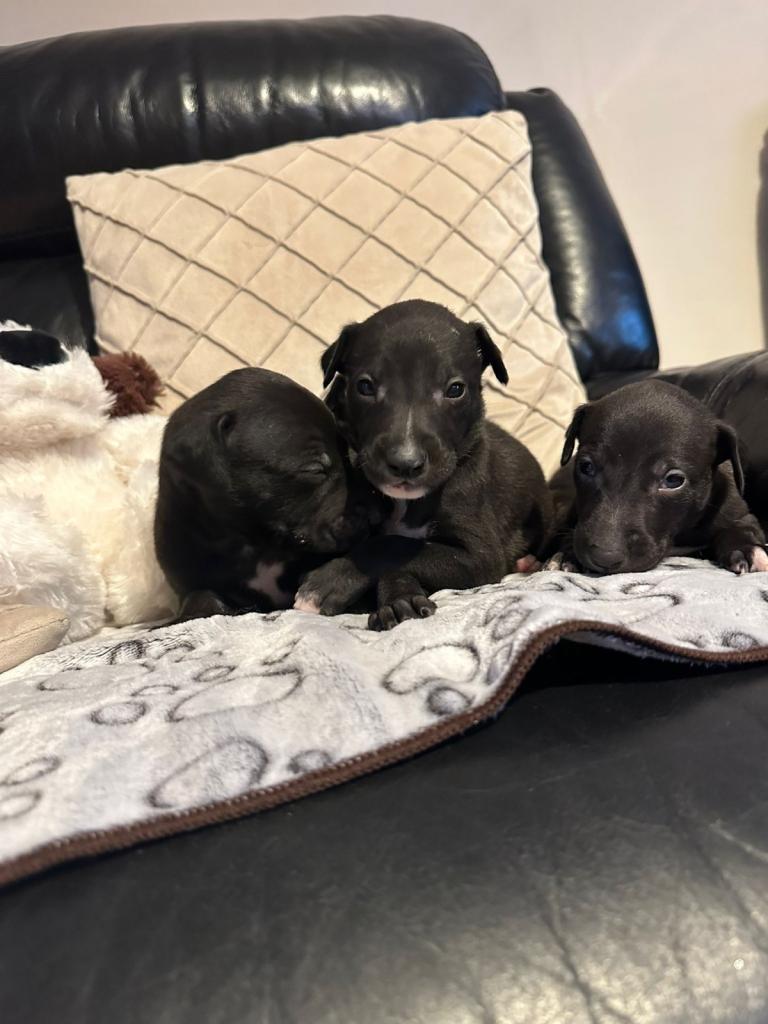 Stunning puppies 