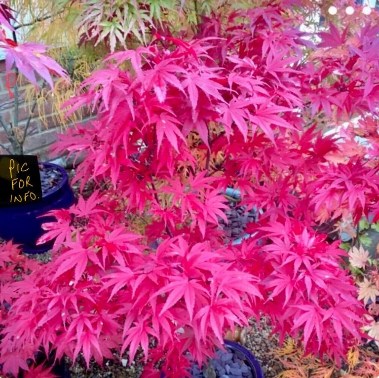 Japanese Maple trees, Acer palmatum ‘PIXIE’ variety. STUNNING, only £12 each !!