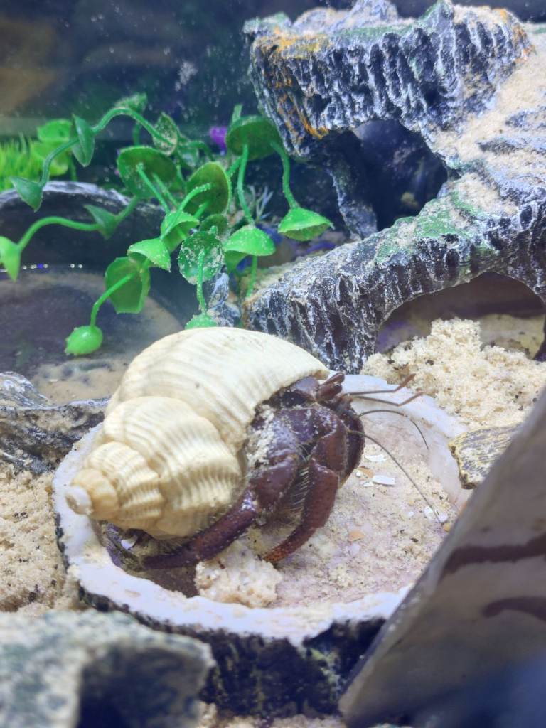 Purple Pincher to Rehome