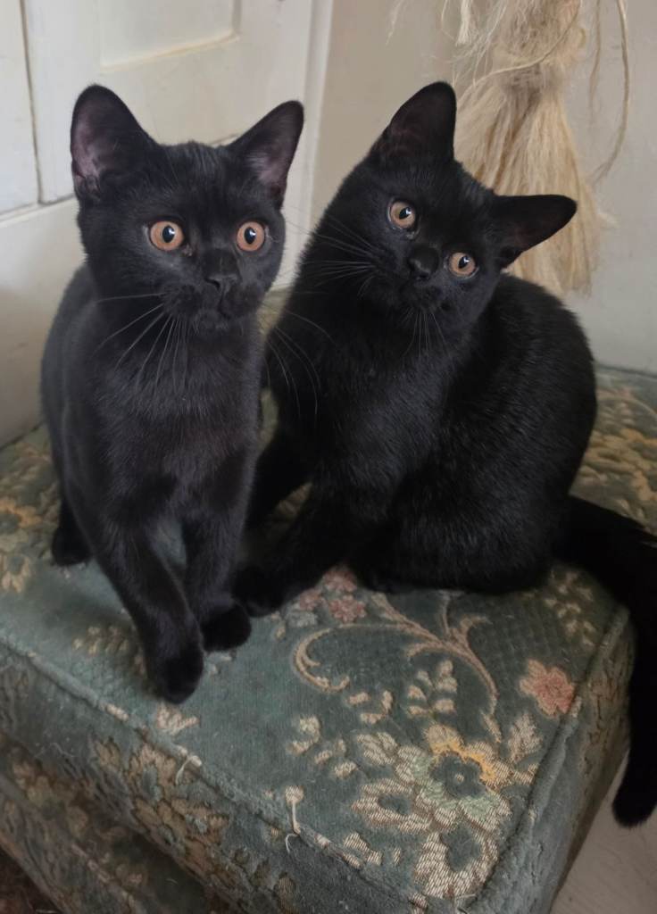 British shorthair kittens last 2 BLACK BOYS 