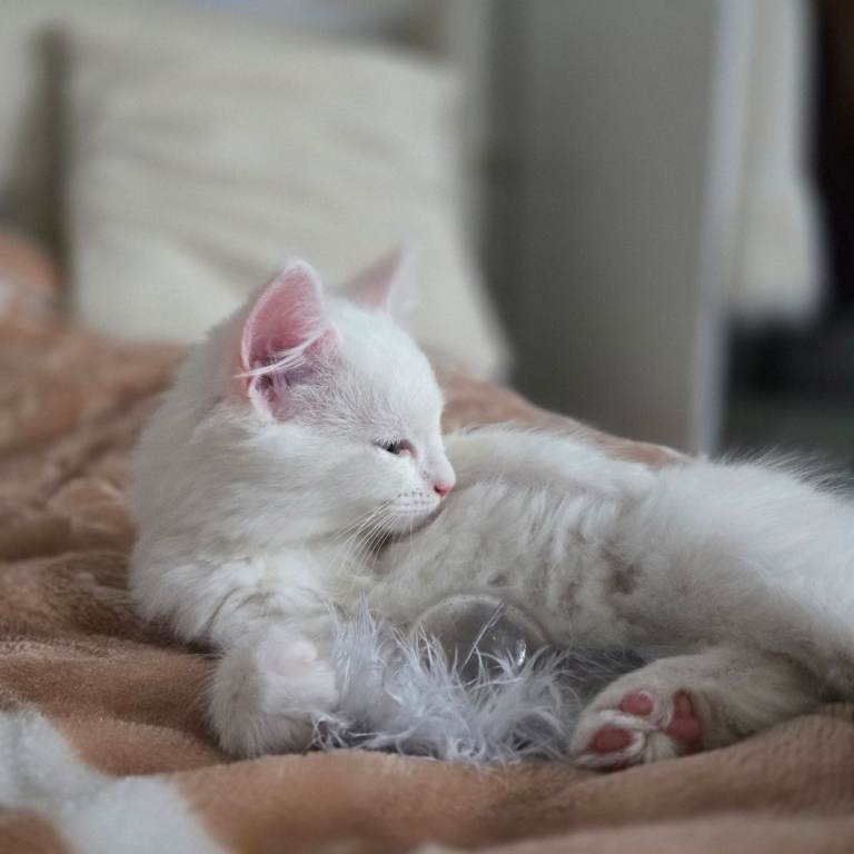 Fluffy kittens looking for loving ❤️ homes