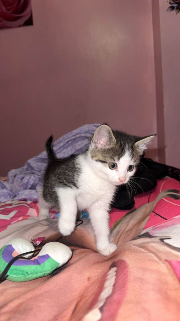 Stunning female kitten 9 weeks 